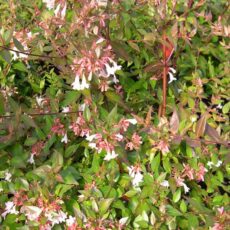 5023242365787 1 Abelia grandiflora.jpg